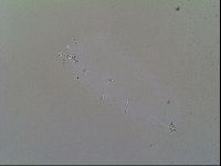 Macrobiotus recens image