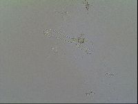 Macrobiotus recens image