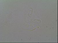 Macrobiotus recens image