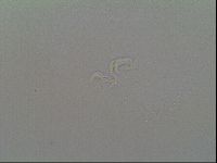 Macrobiotus recens image