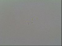 Macrobiotus recens image
