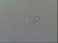Macrobiotus recens image