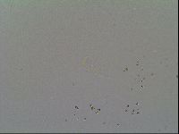 Macrobiotus recens image