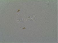 Macrobiotus recens image