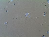 Macrobiotus recens image