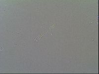 Macrobiotus recens image