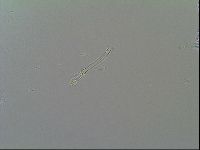 Macrobiotus recens image