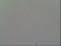Macrobiotus recens image