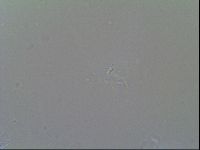 Macrobiotus recens image
