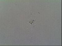 Macrobiotus recens image