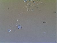 Macrobiotus recens image