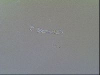 Macrobiotus recens image