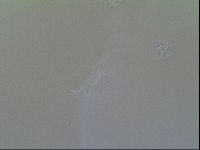 Macrobiotus recens image