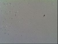 Macrobiotus recens image