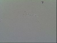 Macrobiotus recens image