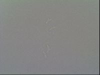Macrobiotus recens image