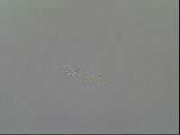 Macrobiotus recens image