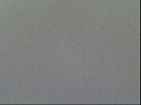 Macrobiotus recens image