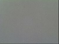 Macrobiotus recens image
