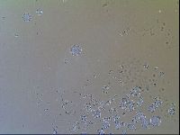 Macrobiotus recens image