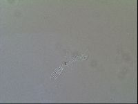 Macrobiotus recens image