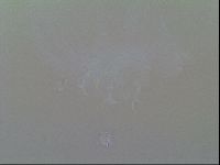 Macrobiotus recens image