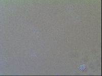 Macrobiotus recens image