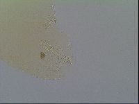 Macrobiotus recens image