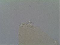Macrobiotus recens image