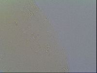 Macrobiotus recens image