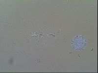 Macrobiotus recens image