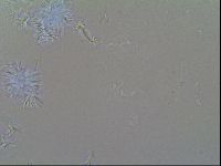 Macrobiotus recens image