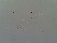 Macrobiotus recens image