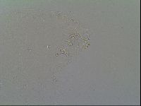 Macrobiotus recens image