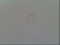 Macrobiotus recens image