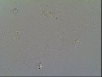 Macrobiotus recens image