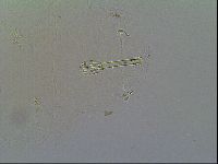 Macrobiotus recens image