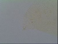 Macrobiotus recens image