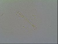 Macrobiotus recens image