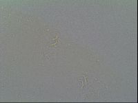 Macrobiotus recens image