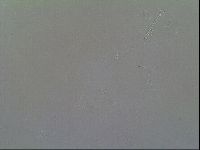 Macrobiotus recens image