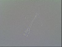Macrobiotus recens image