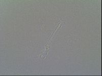 Macrobiotus recens image
