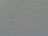 Macrobiotus recens image
