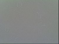 Macrobiotus recens image