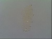 Macrobiotus recens image