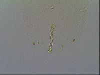 Macrobiotus recens image