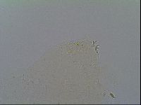 Macrobiotus recens image