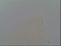 Macrobiotus recens image