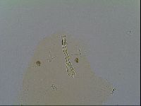 Macrobiotus recens image